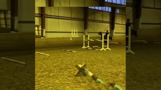 Молодые Русские верховые Хелеспонт и Эсхил под седлом Александра Маркова (первые 2 лошади).