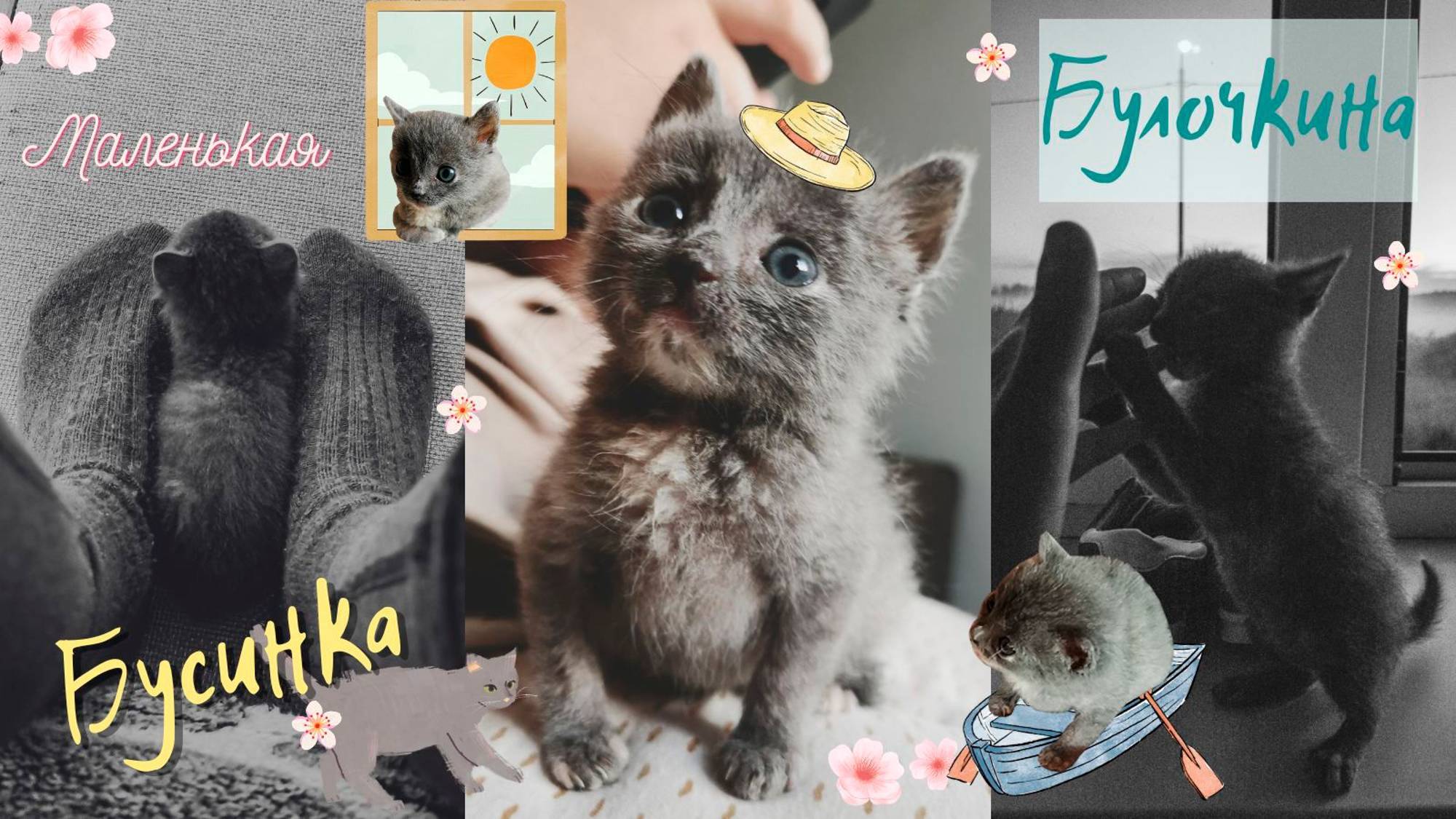 Наш маленький калмыцкий котенок Бусинка Булочкина.