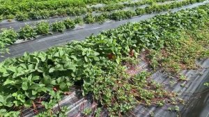 Размножаем землянику усами. Быстрый и надёжный способ.