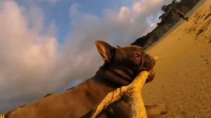 GoPro  Chicken The Dog   TV Commercial