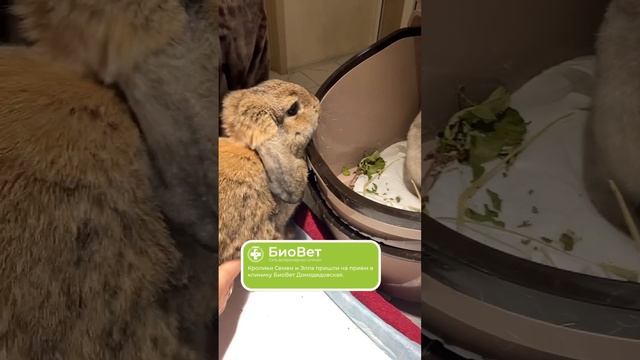 Кролики Семен и Элла пришли на прием в клинику БиоВет Домодедовская.