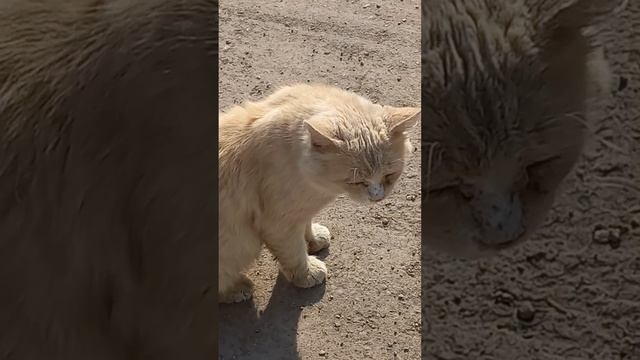 Милый котик . #котики #кот #рыжийкот #котик #милыйкотик