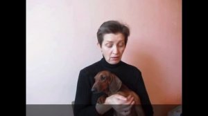 Мастит у собаки  -  как я его вылечила за одни сутки