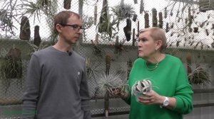 Эпифитные тилландсии (атмосферные)