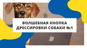 Советы кинолога: волшебная кнопка дрессировки собаки №1