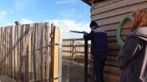 Построили зимний курятник, достроили загон, купили куриц