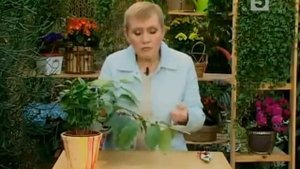 Домашнее кофейное дерево. 5 канал.