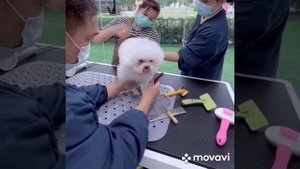 Luxury 🐾🐾❤️❤️❤️