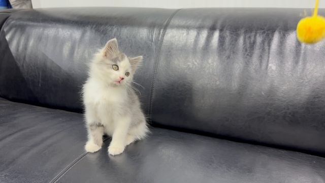 Котэ2