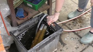 Дисхидия и хойя на опоре.