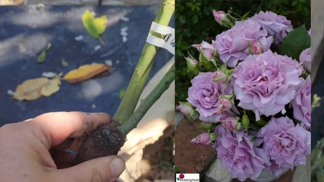 В Крым летят первые ласточки)))- Розы из питомника Розанутые