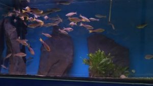 Cyprichromis leptosoma jumbo Yellow Head