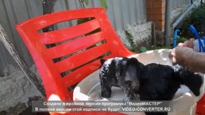 Купаем щенка.We bathe a puppy