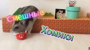 Смешные Хомики