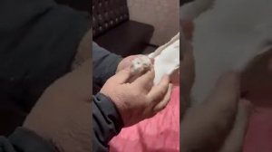 Узбекские голуби на показ есть на продажу +7 708 625 3267 (2Алик Судраб Казахстан) pigeon Uzbekista