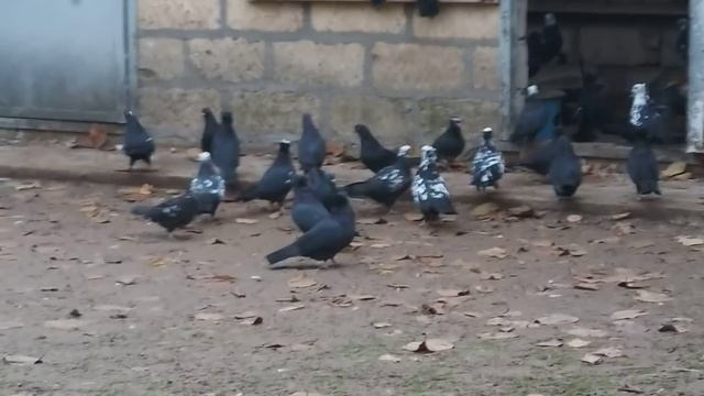 #Голуби #Дагестана Голуби Ниязи Авсетова. Дербент. смотреть онлайн