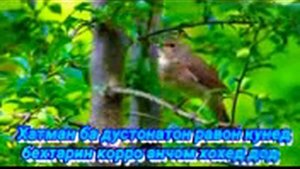 Кисаи гунчишк