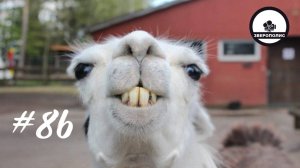 ПРИКОЛЫ С ЖИВОТНЫМИ ДО СЛЕЗ / Смешные КОТЫ / Приколы с ДОМАШНИМИ ПИТОМЦАМИ / Funny ANIMALS video#86