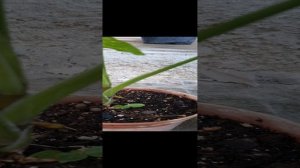 20241008_150838.mp4