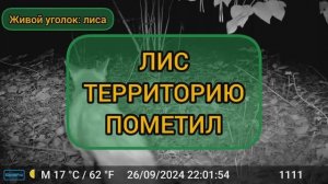 ЛИС СВОЁ МНЕНИЕ ПОКАЗЫВАЕТ НУ ИЛИ МЕТИТ ТЕРРИТОРИЮ ЖИВОЙ УГОЛОК