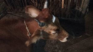 Корова самая красивая и хорошей породы - Домашние животные