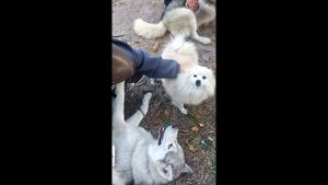 "Два сезона". Подготовка. Работа с волонтёрами