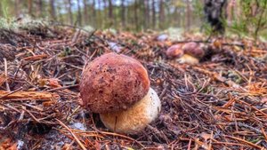 ГРИБНИКИ НАРВАЛИСЬ НА ТОЛПУ ПЕРВОСОРТНЫХ БОРОВИКОВ СОСНОВЫЙ ЛЕС ВОЗНАГРАДИЛ НАС ЗА ТРУДЫ БОРОВЫЕ БЕЛ