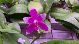 🌸 АКЦИЯ - СКИДКА 20%!!! На ПОДРОСТКОВ орхидей и ЦВЕТУЩИЕ. Продажа орхидей.