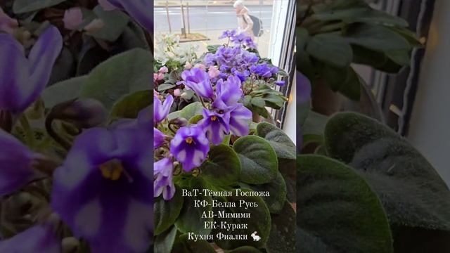 ВаТ-Темная Госпожа,  КФ-Белла Русь, АВ-Мимими, ЕК-Кураж. Кухня Фиалки 🐇