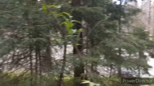 ГРИБОВ ВСЕ БОЛЬШЕ и ЧИСТЫЕ Но не зря /Что-то или кто-то Меня Не пускал сегодня