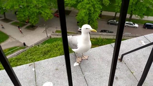 Чайка