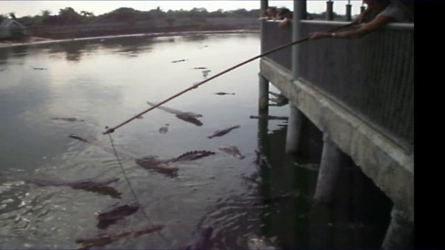 #Рыбалка #Крокодила ...Thailand. Fishing rod and crocodiles.@Val50 _Мебель из дерева