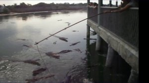 #Рыбалка #Крокодила ...Thailand. Fishing rod and crocodiles.@Val50 _Мебель из дерева