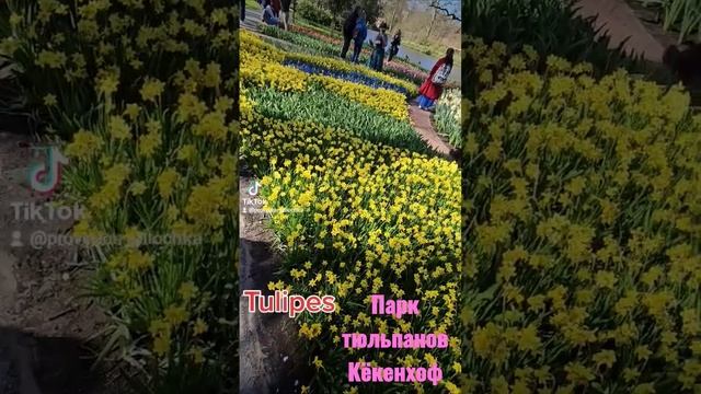 Парк тюльпанов Кёкенхоф 2023 #провансаллочка #тюльпаны #кекенхоф