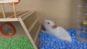 Hamster Escape  The Cardboard Maze - Hamsterious