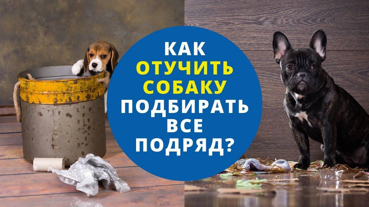 Как отучить собаку от стола