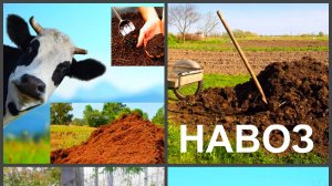 Навоз Воронеж, доставка навоза в Воронеже