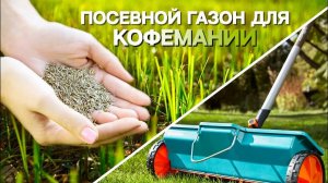 Посевной газон для КОФЕМАНИИ