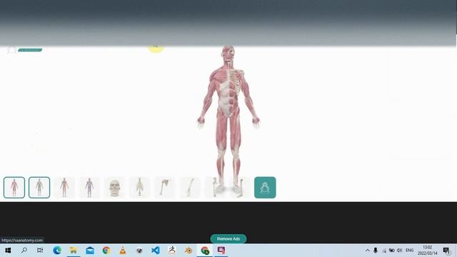 FREE Human Anatomy 3D Viewer New Update смотреть онлайн