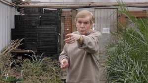 Какие комнатные растения лучше зимуют в прохладе.