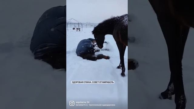 Для здоровой спины #эквитерра #funnyhorses #horsepower #horsehealth