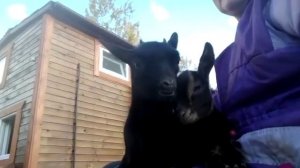 Видео из архива. Ульяна и Услада. Маленькие любили лежать на коленях. Синхронно жуют 😁😁