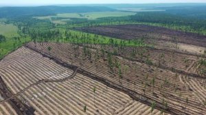 Пролет над участками лесовосстановления