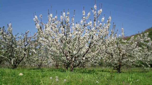 LES FLEURS DE L'ETHER - Stephen Sicard (Logos) смотреть онлайн