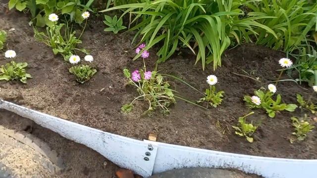 Шампиньоны ПРИШЛИ ЗА МНОЙ ИЗ ЛЕСА ,я в ШОКЕ , АДРЕНАЛИН ПОШЕЛ / прогулка с Мартюшкой/Немного красоты