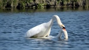 Лебеди-брачный танец....Swan couple,pairing