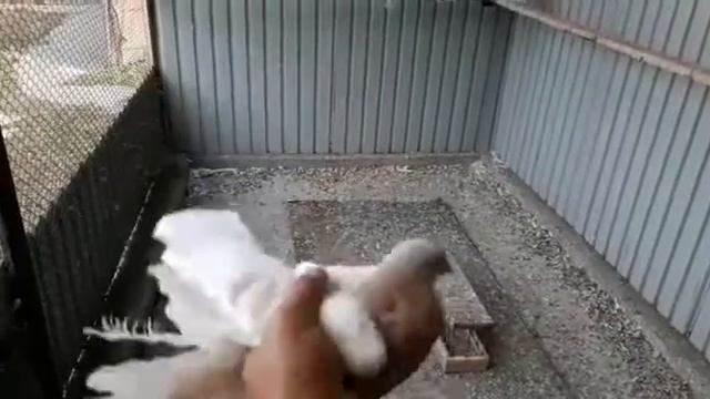 Игра тасмана в голубятнике.