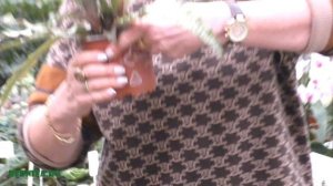 Криптантус — виды, уход, размножение.