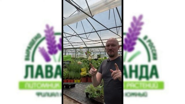 Прямые эфиры Ассортимент Питомника Лаванда в Крыму