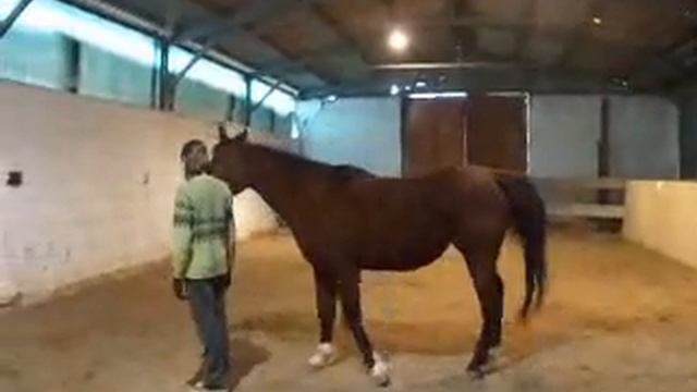 Io e Princypessa, la mia cavalla смотреть онлайн